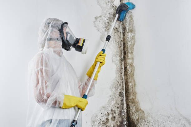 Best Office Mold Removal Services  in Pottsboro, TX