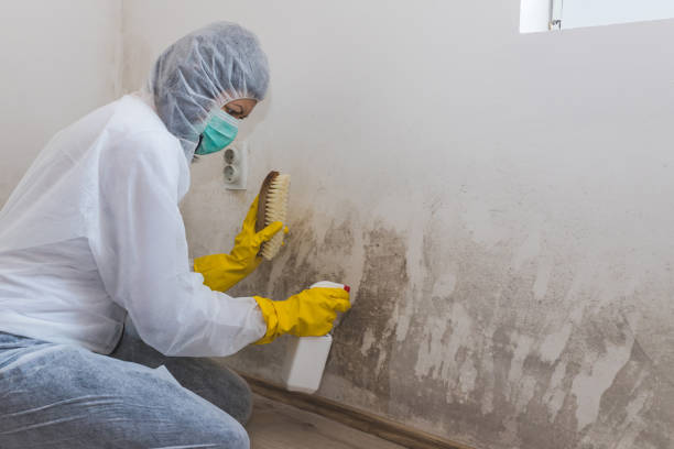 Office Mold Removal Services in Pottsboro, TX
