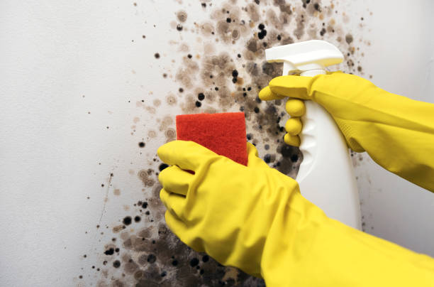 Best Mold Inspection  in Pottsboro, TX
