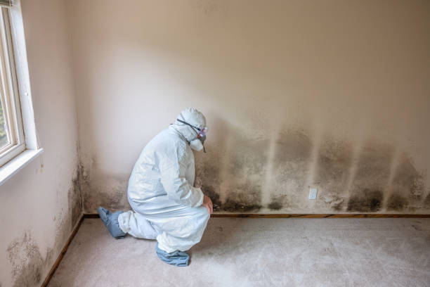 Reliable Pottsboro, TX Mold Removal Solutions